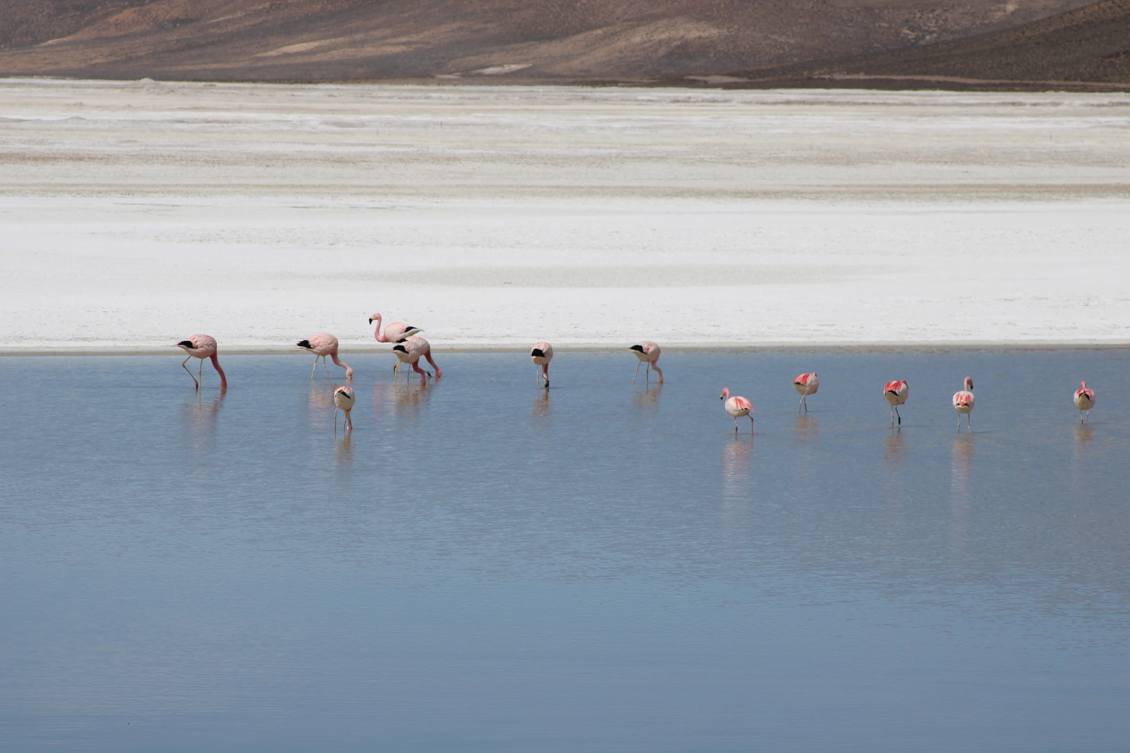 Flamencos en una laguna del salar